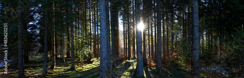panoramic view in the wild forest of Auvergne, fir trees against the light and rays of sunshine