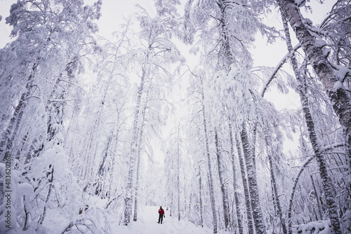 White, beautiful winter in the forest mountains