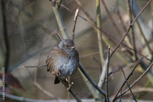 Accenteur mouchet, prunella modularis, Dunnock - 2022 01 15 1226 - Yonne 0168