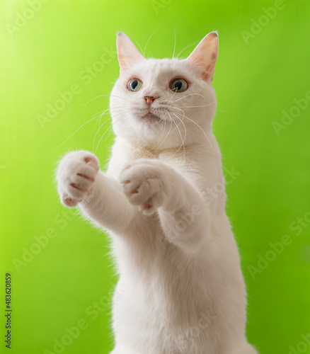 手をあげている可愛い白猫　グリーン背景