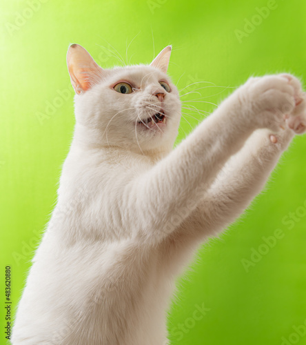 手をあげている可愛い白猫　グリーン背景