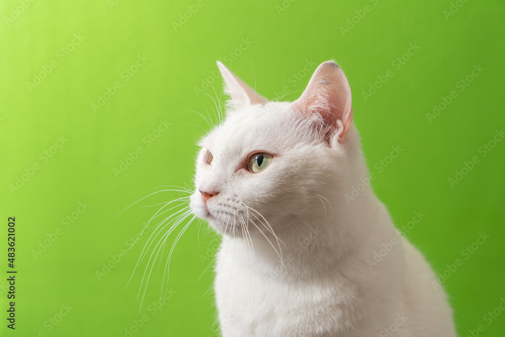 Obraz premium 可愛い白猫 グリーン背景
