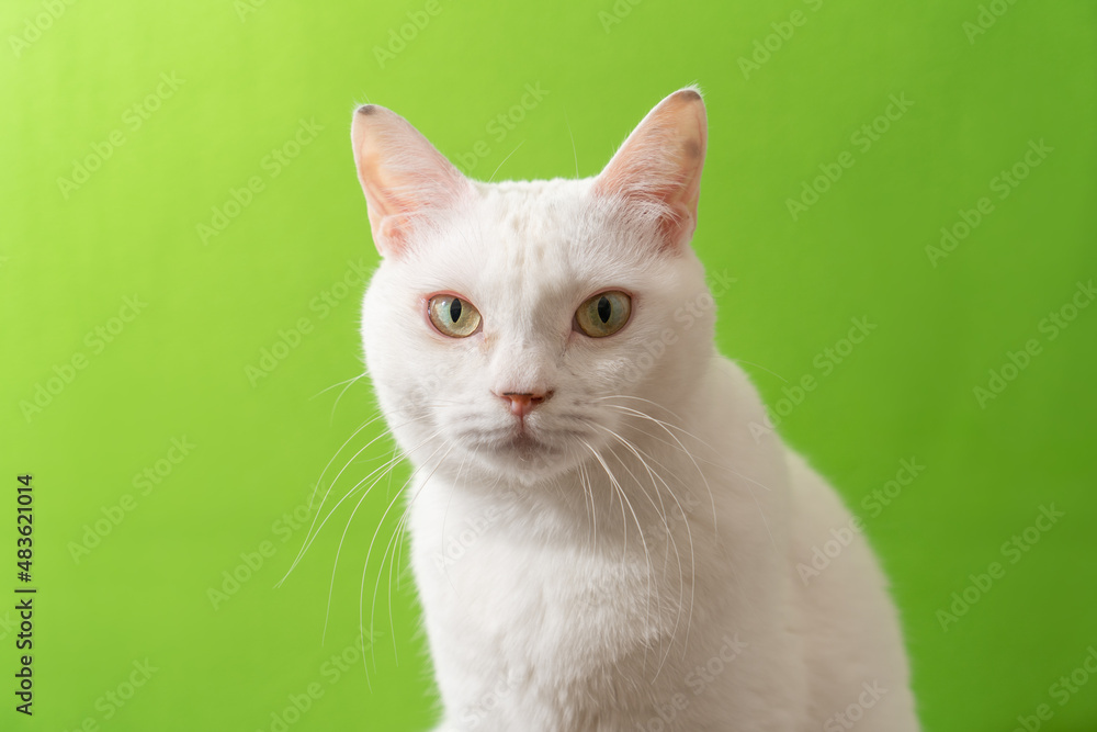 可愛い白猫　グリーン背景