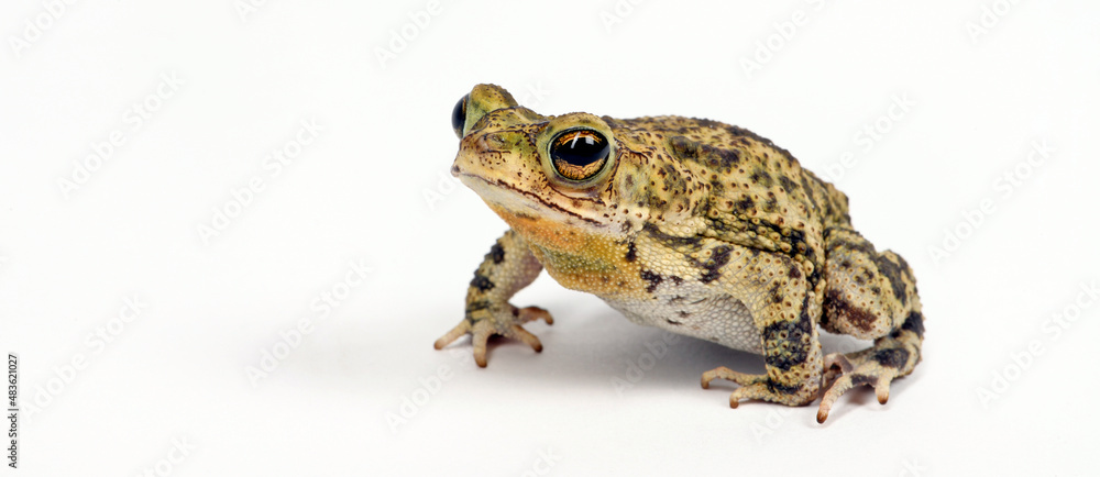 Fototapeta premium Granular toad // Körnerkröte (Rhinella granulosa)