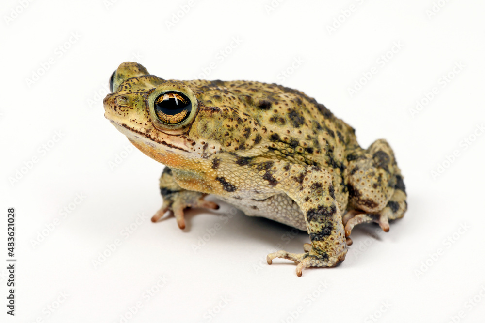 Granular toad // Körnerkröte (Rhinella granulosa) Granular toad // Körnerkröte (Rhinella granulosa)