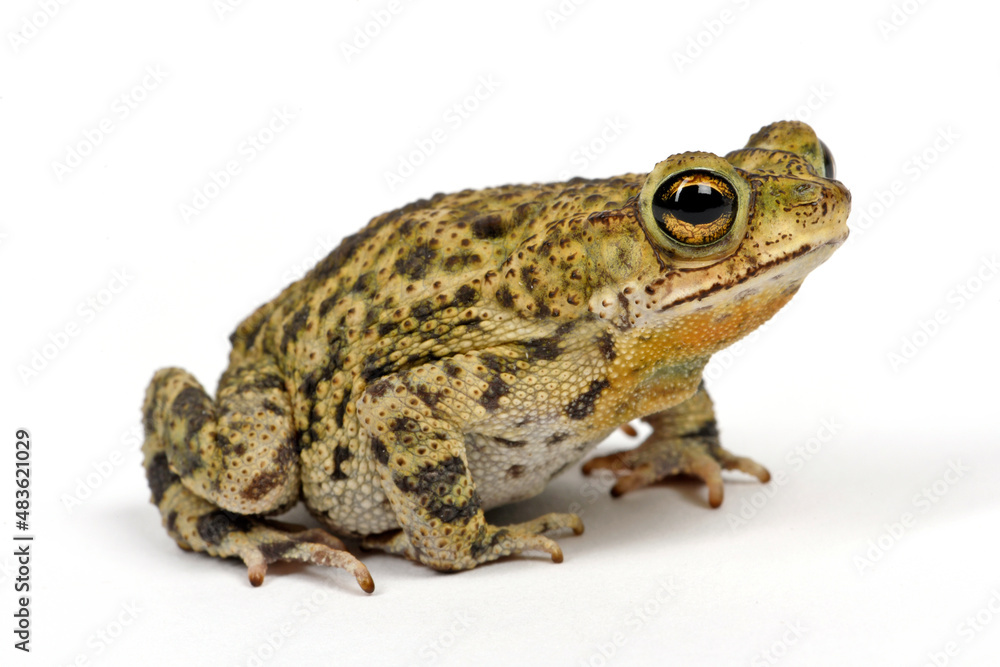 Granular toad // Körnerkröte (Rhinella granulosa) Granular toad // Körnerkröte (Rhinella granulosa)