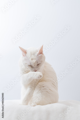 可愛い白猫 白背景 毛づくろい