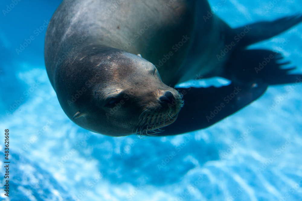sea lion in the zoo under water sea lion in the zoo under water