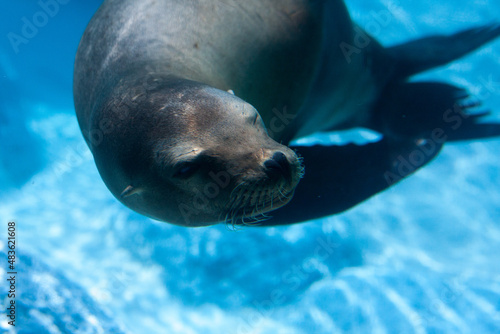sea lion in the zoo under water