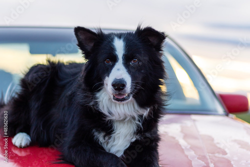 border collie dog © Hunter
