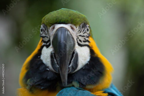 blue and yellow macaw © Hunter