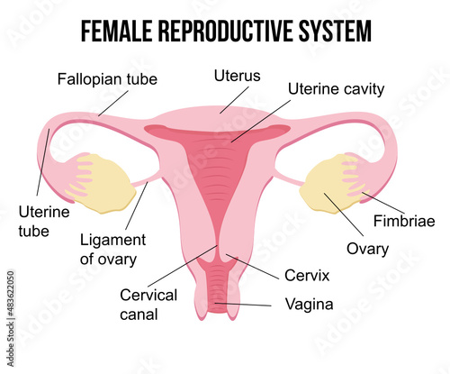 Flat cartoon infographics, healthy female reproductive system on white background, human internal female organs, health concept. Uterus, vagina. reproductive system. Gynecologist poster