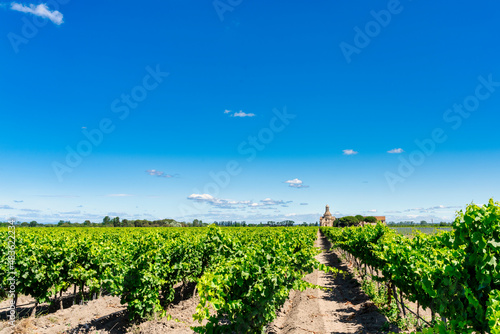 rural landscape of vineyard fields in Roussillon in southern France. photo