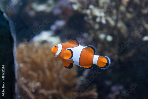clown fish in aquarium