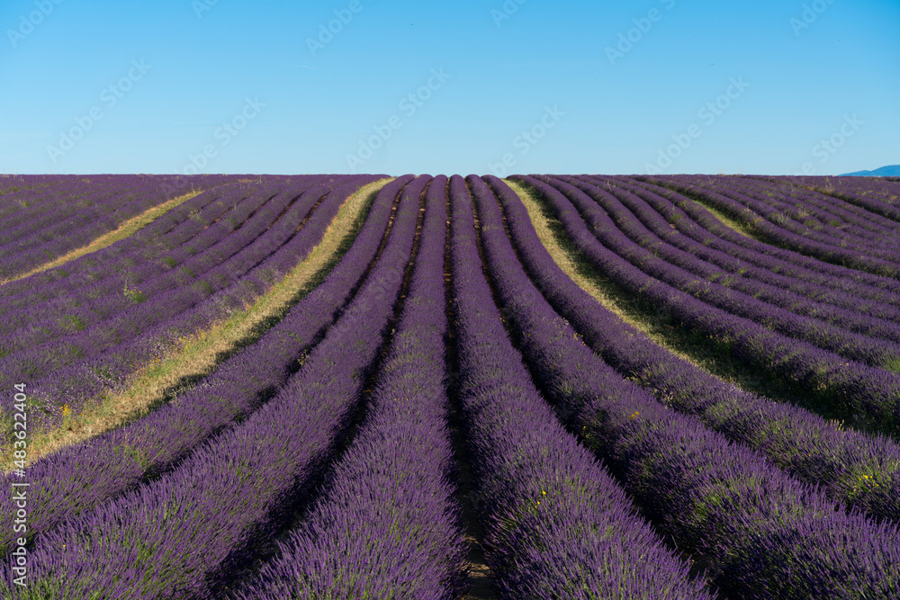 lavender plantations in Valensole, France. lavender plantations in Valensole, France.