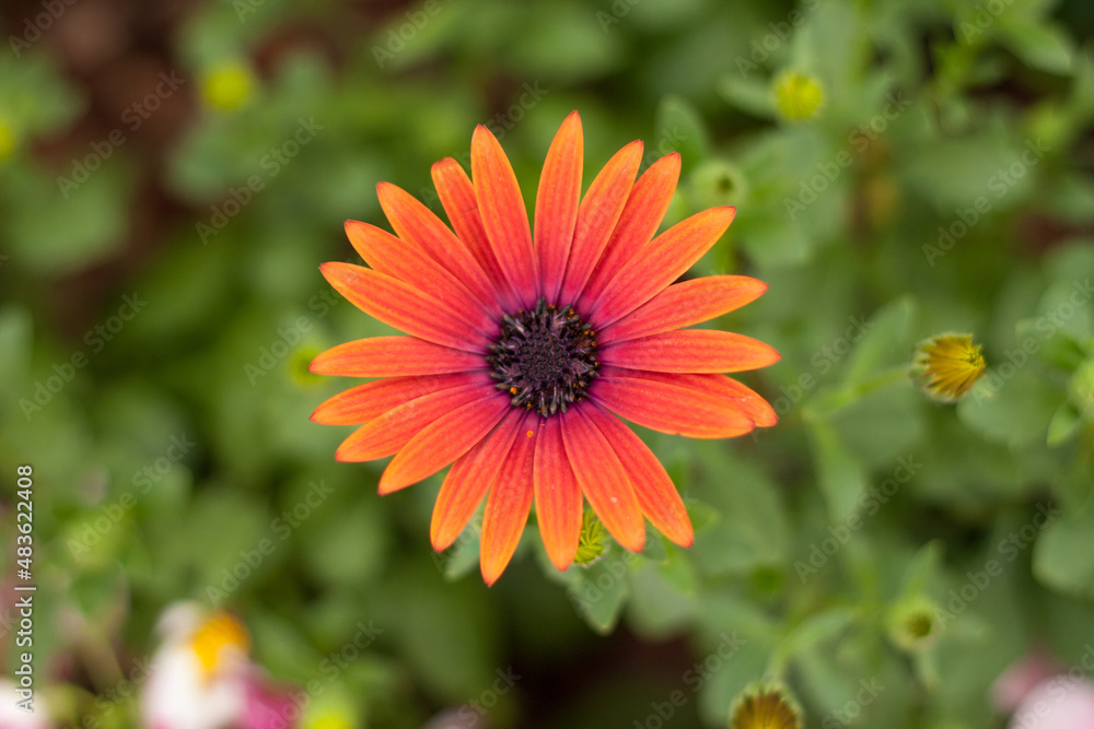 orange flower in the garden orange flower in the garden