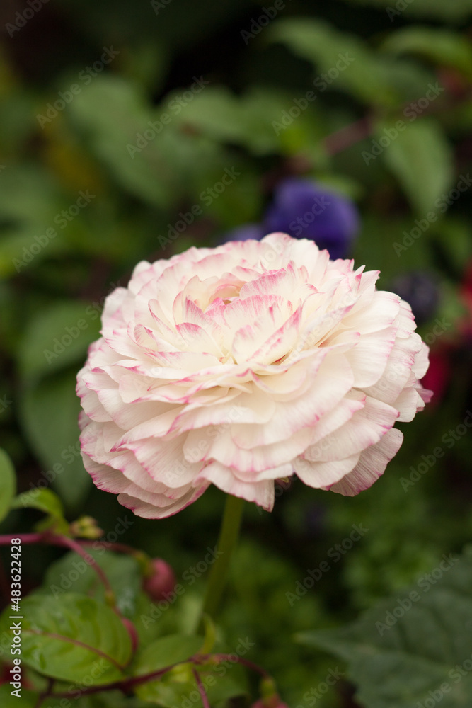 pink and white rose growing in the garden pink and white rose growing in the garden