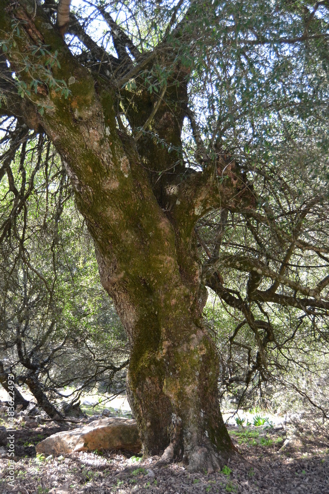 the king of the forest