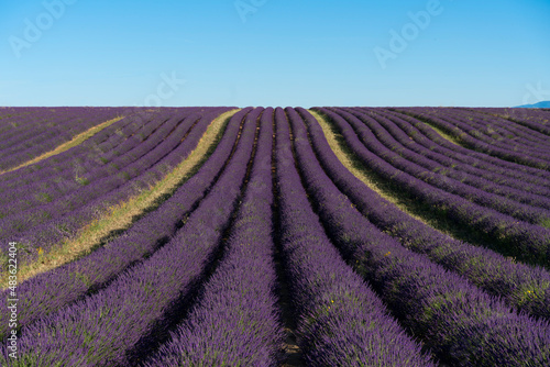 lavender plantations in Valensole, France.