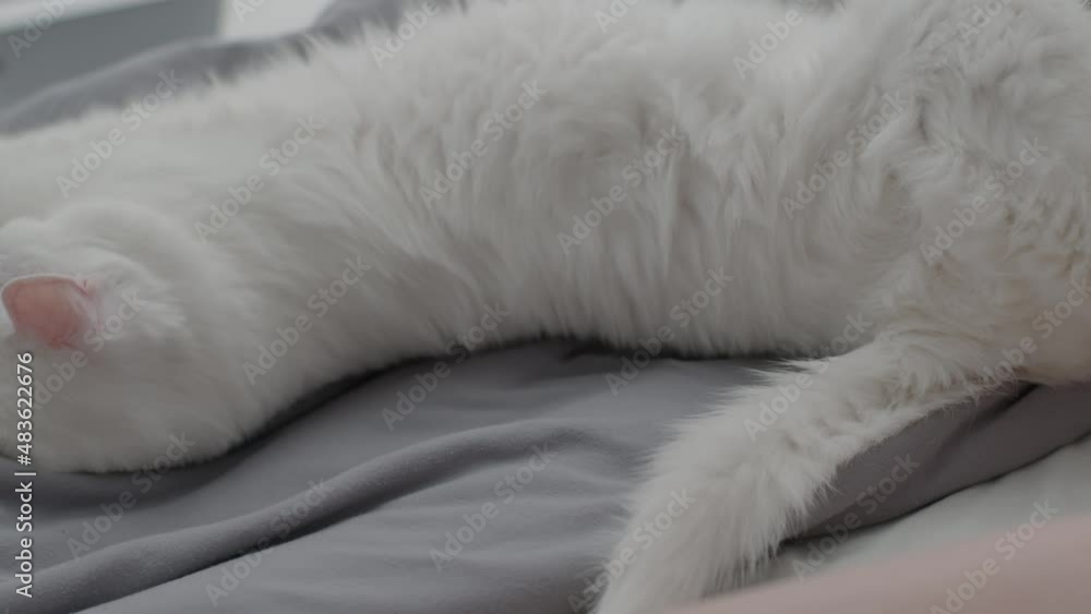 Big fluffy white cat tosses on the bed and falls asleep. High quality 4k footage Big fluffy white cat tosses on the bed and falls asleep. High quality 4k footage