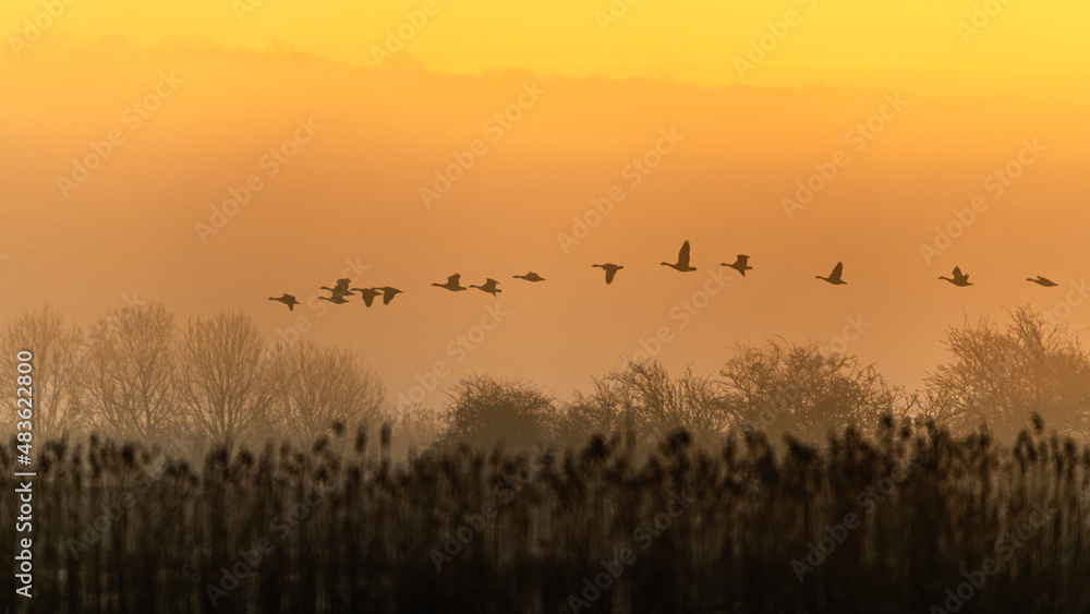 Canada Geese, Canada Goose, Branta Canadensis in flight in the fog at sunrise Canada Geese, Canada Goose, Branta Canadensis in flight in the fog at sunrise
