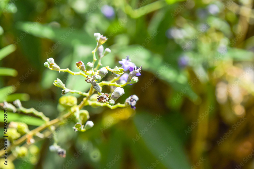 grass green flowers close up, nature flora in garden plant leaf grass green flowers close up, nature flora in garden plant leaf