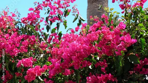 Slow panning closeup of beautiful red Bougainvillea in front of blue sky at Lanzarote. Vacation and recreation on the Canary Islands.