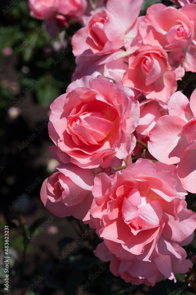 pink roses in a garden pink roses in a garden