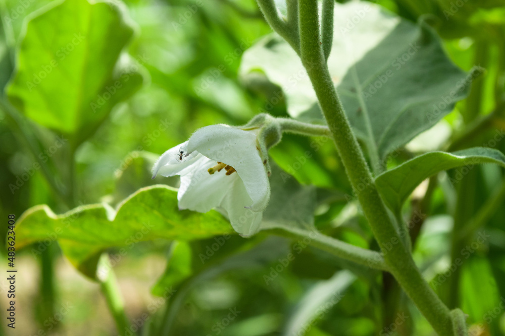grass green eggplant flower close up, nature flora in garden plant leaf grass green eggplant flower close up, nature flora in garden plant leaf
