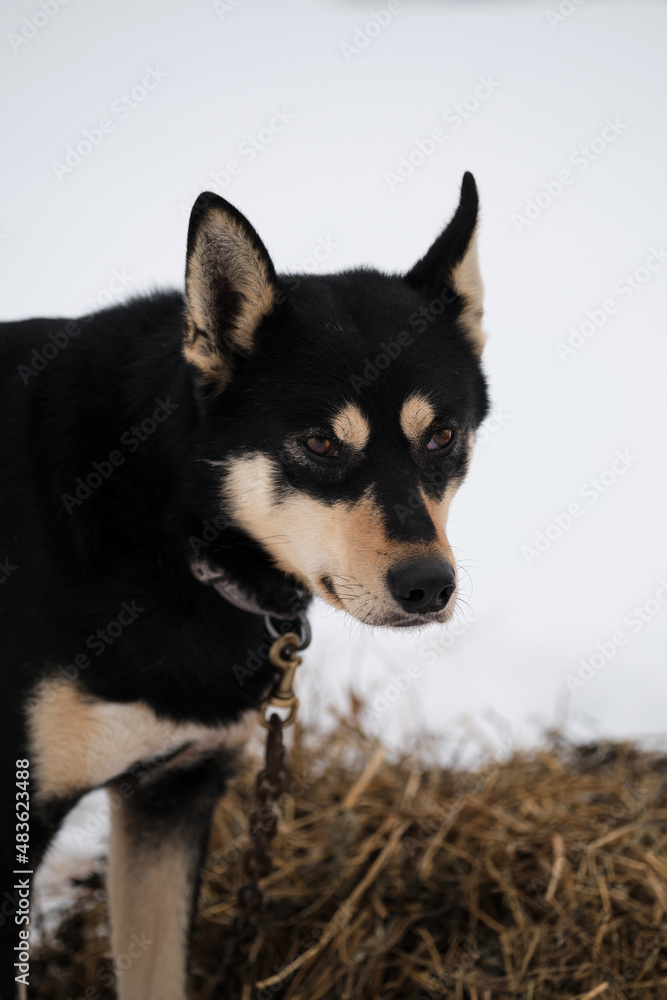 Black and red dog portrait close up winter snow. Mestizo riding breeds. The northern sled dog breed is Alaskan Husky strong energetic and hardy. Black and red dog portrait close up winter snow. Mestizo riding breeds. The northern sled dog breed is Alaskan Husky strong energetic and hardy.