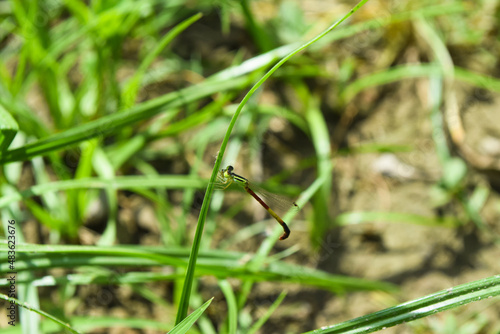 dragonfly on a green leaf