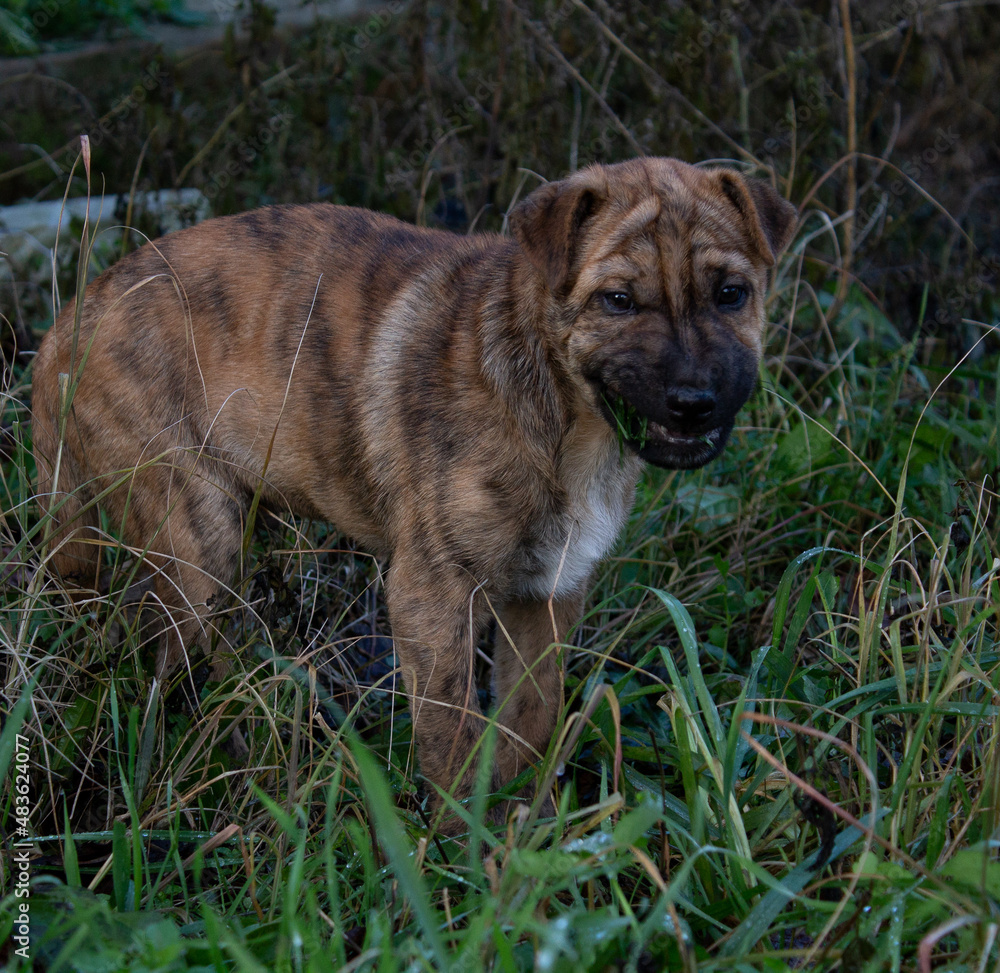Obraz premium portrait of a dog