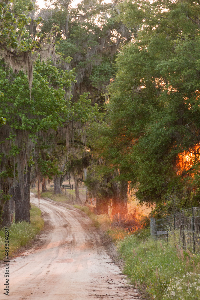 Fototapeta premium sunset fog on a gravel road