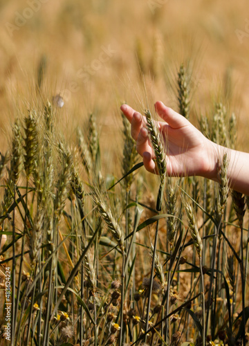 wheat in the hand, plantation, photo taken in Rolândia city Paraná Brazil,  in 20 august 2020. photo