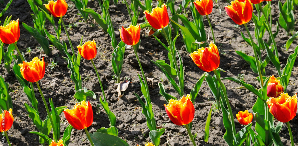 Red tulips in a flower bed. Wide photo.