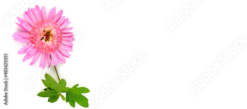 Pink chrysanthemum flowers isolated on white . Wide photo. Free space for text.