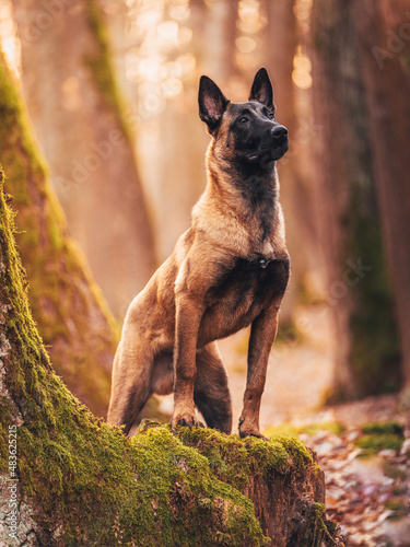 Young black malinois dog in the forest. Belgian Shepherd.