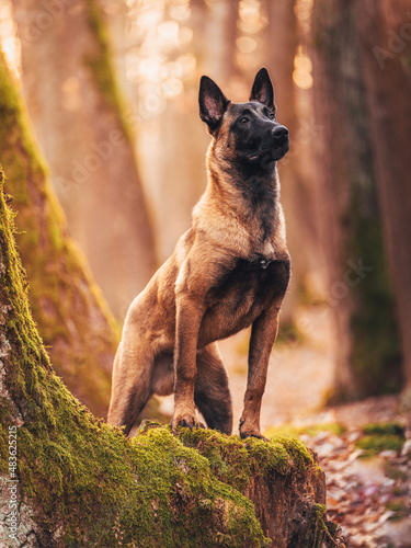 Canvas Print Young black malinois dog in the forest. Belgian Shepherd.