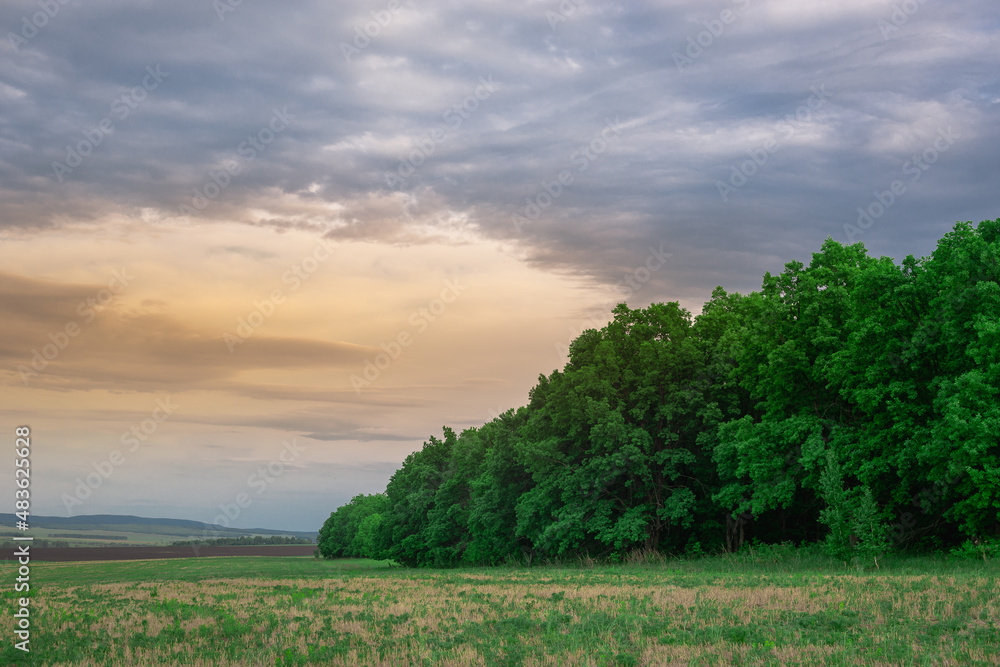 Obraz premium Sunset sky and green trees.