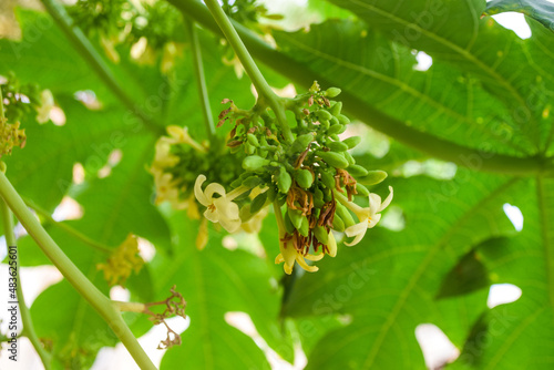 Papaya flowers white yellowish seeds fruit green leaf, pawpaw pollen Food plant bloom green background floral