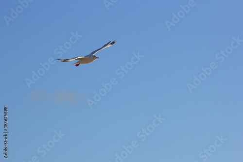 gaviota volando por el cielo azul