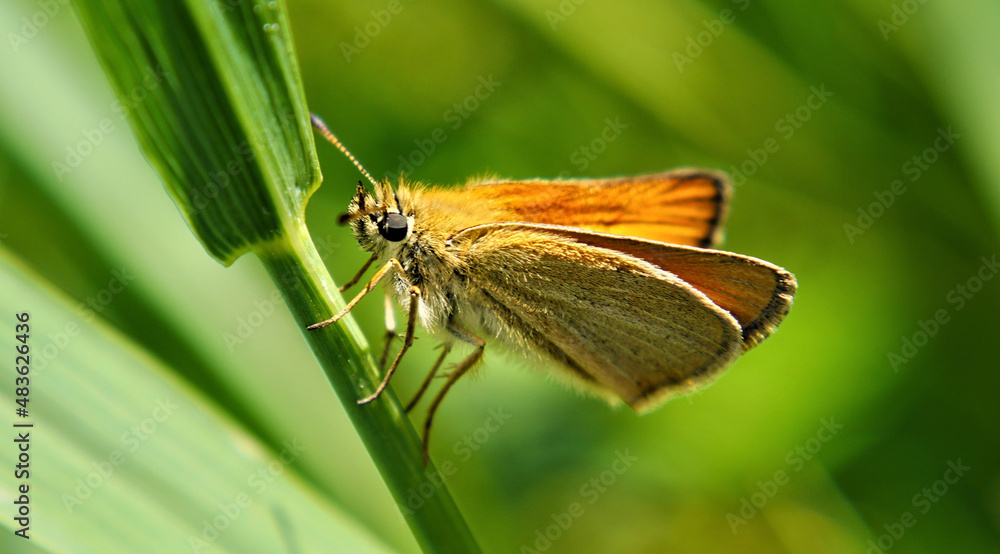 Close-up of an orange and brown skipper butterfly resting on the stem of a blade of grass with a blurred green background. Close-up of an orange and brown skipper butterfly resting on the stem of a blade of grass with a blurred green background.