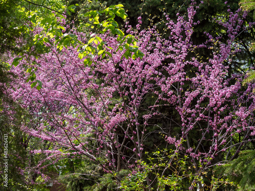 Canadian purple