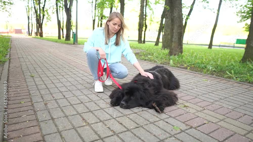 The girl strokes the dog. Walking with the dog. A Newfoundland dog. Slow motion. The girl strokes the dog. Walking with the dog. A Newfoundland dog. Slow motion.