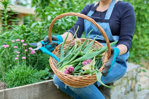Close-up of basket with dry faded flowers and leaves of tulips in the hands of female gardener