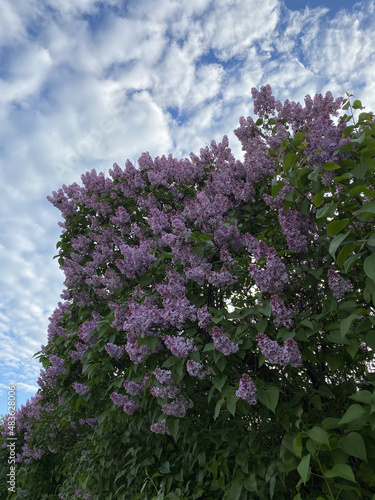 Lilac blossom (Syringa) close-up. Summer day