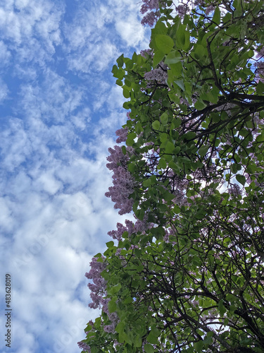 Lilac blossom (Syringa) close-up. Summer day