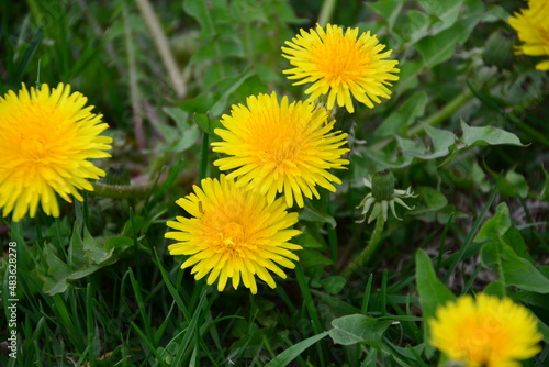 bunch of yellow dandelions in green grass  close-up