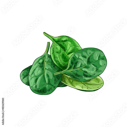 Hand drawn colorful fresh spinach leaves. Vector illustration isolated on white background.