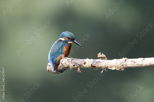 Male kingfisher fishing on perches around the lake